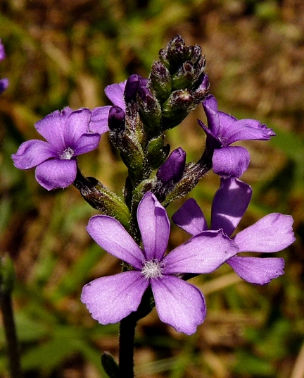 {Buchnera americana}